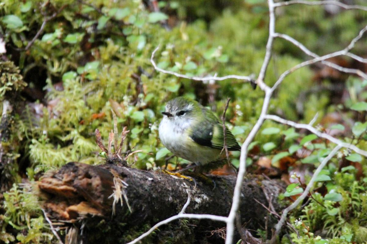 Rifleman (Acanthisitta chloris), Te Anau Milford Highway, New Zealand, 2014-03-04 Rifleman (Acanthisitta chloris)
